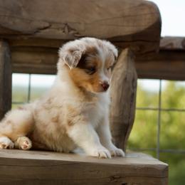 Prim - Red merle female Australian Shepherd puppy in Canyon Lake, Texas from Bittersweet Australian Shepherds