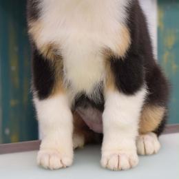 Tina - Black tri-color female Australian Shepherd puppy in Sedalia, Missouri from Affinity Aussies