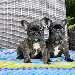 French Bulldog puppies from Skye Blue Frenchies