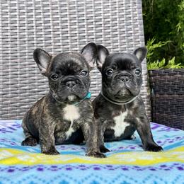 French Bulldog puppies from Skye Blue Frenchies