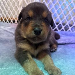 Flash - Red tri-color male Australian Shepherd puppy in East Hartford, Connecticut from CT Aussies