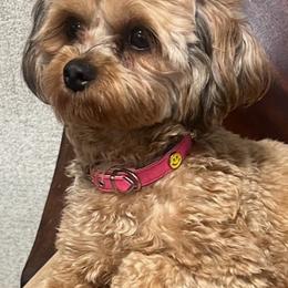 Samba - Maltipoo