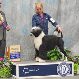Bianca - Portuguese Water Dog