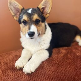 Apollo - Black and tan Pembroke Welsh Corgi puppy in Chubbuck, Idaho from Sunny J Corgis and Mini Americans