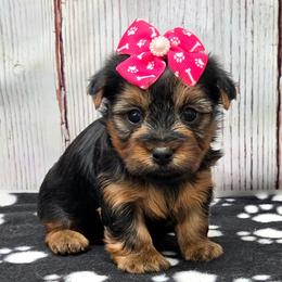 Crystal - Blue and gold female Yorkshire Terrier puppy in Monticello, Iowa from Ashley’s Puppies
