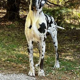Rocco - Great Dane