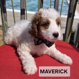 Maverick - Parti male Goldendoodle puppy in Shelby Township, Michigan from Shelby Doodles MI LLC