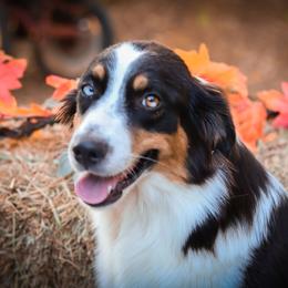 Dixie - Australian Shepherd