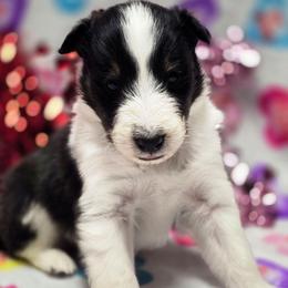 Romeo - Black white and tan male Shetland Sheepdog puppy in Wapello, Iowa from Willow Rayne shelties and more