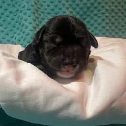 Miniature Schnauzer Puppies from S & S Miniature Schnauzer