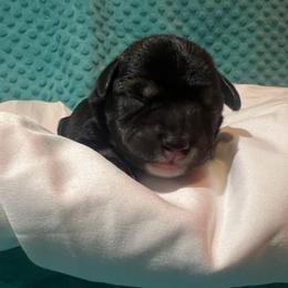 Miniature Schnauzer Puppies from S & S Miniature Schnauzer