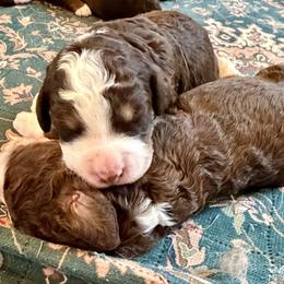 Birdie - Tri-color female Bernedoodle puppy in Royse City, Texas from Platinum Bernedoodles of Texas