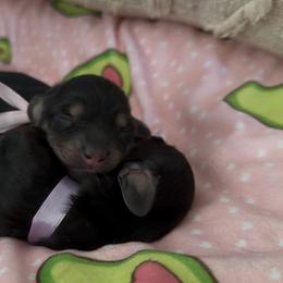 Twinkle - Black and cream female Dachshund puppy in Summerfield, Florida from Dachshundly Perfect