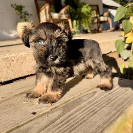 Tennessee - Salt and pepper male Miniature Schnauzer puppy in Silver Creek, Mississippi from Mamie’s Minis, LLC