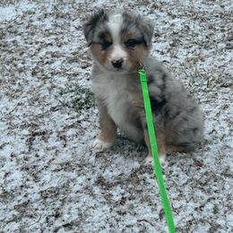 Miniature American Shepherd Puppies from Anchored Roots Miniature American Shepherds