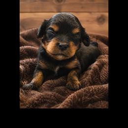 Thorne - Black and tan male Cavapoo puppy in Battle Lake, Minnesota from Panda Puppies