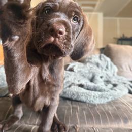 Female 1 - Liver female Pudelpointer puppy in Sioux Falls, South Dakota from Saddle Creek Kennels