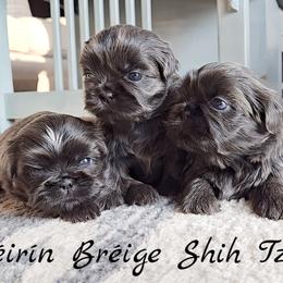 Shih Tzu Puppies from Beirin Breige Shih Tzus