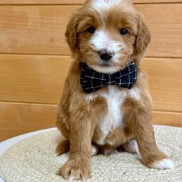 K-Green Boy - Red  male Goldendoodle puppy in Lewisville, Texas from Texas Goldendoodle Lovers