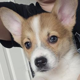 Winnie - White and red female Pembroke Welsh Corgi puppy in Tomball, Texas from Larsen Loved Corgis