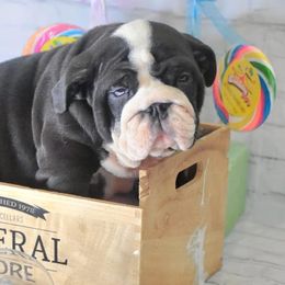Bulldog Puppies from Dampier Bulldogs Mo