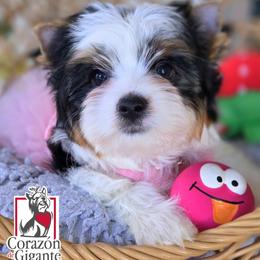 Biewer Terrier and Yorkshire Terrier Puppies from Corazon de gigante