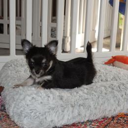 Girl 1 - Black and tan female Chihuahua puppy in Deridder, Louisiana from BG's Chihuahua
