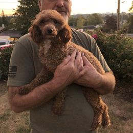 Paige - Cavachon
