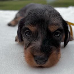 Jill - Dapple female Dachshund puppy in Athens, Alabama from Weidenthal Dachshunds