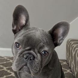 French Bulldogs from Erica's Furbaby French Bullies