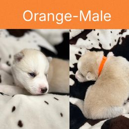 Orange - Sable and white male Siberian Husky puppy in Seaford, Delaware from Keira Ieleen Husky Kennel