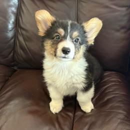 Full fluffy Easy - Black and white male American Corgi puppy in Decatur, Texas from Bar S Corgis