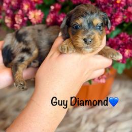 Guy Diamond - Blue merle male Aussiedoodle puppy in Lancaster, Minnesota from Finney Ranch