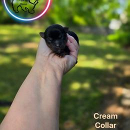 Yorkshire Terrier Puppies from Yorkie Pups of Bama