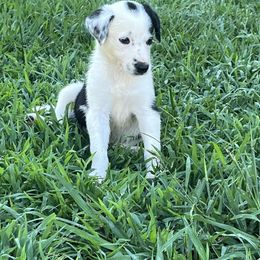 Girl 2 - Border Collie puppy in Woodruff, South Carolina from Megan's Pups