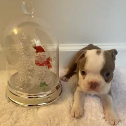 Molly AKC - Lilac female Boston Terrier puppy in Imperial, Missouri from Boston Kup Breeders