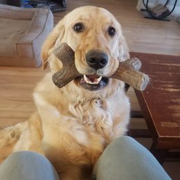 Lucy - Golden Retriever