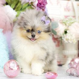 Paisley- AKC Black and Tan Merle - Blue merle female Pomeranian puppy in Santa Rosa, California from Cute California Poms