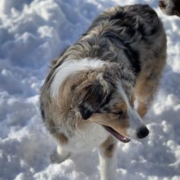 Molly - Australian Shepherd