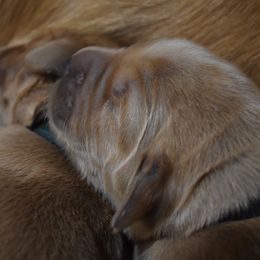 Boy 2 - Golden Golden Retriever puppy in Otis Orchards, Washington from Sunlite Golden Retrievers