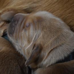 Boy 2 - Golden Golden Retriever puppy in Otis Orchards, Washington from Sunlite Golden Retrievers
