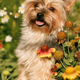 Jasmine - Yorkshire Terrier