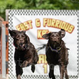 Labrador Retriever Puppies from Rose Gold Retrievers
