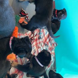 Belgian Malinois and Working Cross Puppies from L G Kennels