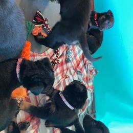 Belgian Malinois and Working Cross Puppies from L G Kennels