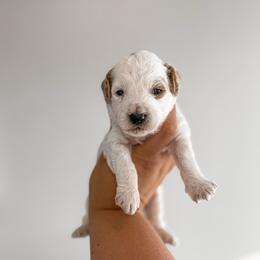 Blessing - Parti male Goldendoodle puppy in Russell Springs, Kentucky from Milk & Honey Doodles