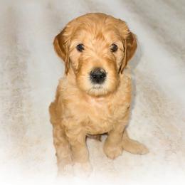 Jermaine - Red  male Goldendoodle puppy in Garden Grove, California from Sunkissed Doodles