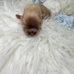 Cartier - Lilac male Shih Tzu puppy in Seattle, Washington from Shih Tzu’s  ‘N’ Love