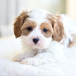 Tuck - Blenheim male Cavapoo puppy in Lawton, Oklahoma from Lindsey’s Cavies