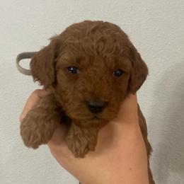Dixie - Red female Cavapoo puppy in Pasco, Washington from Beth's Cavapoos